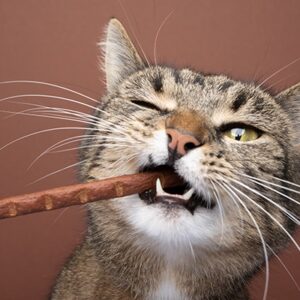 Snack Gatto