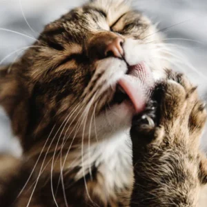 Igiene Gatto