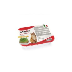 Erba per gatti con semi di orzo