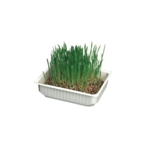 Erba per gatti con semi di orzo