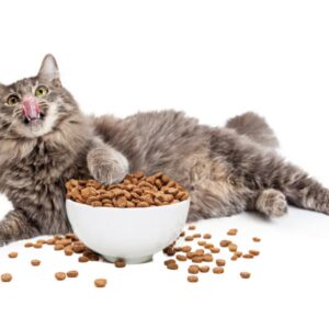 Cibo Secco Gatto