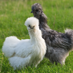 Gallinacei - Ornamentali