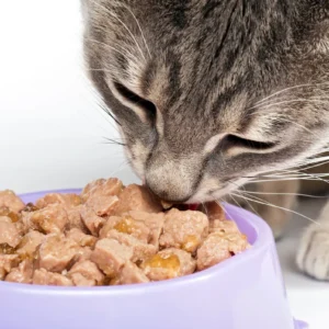 Cibo Umido Gatto