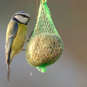 Snack per Uccelli