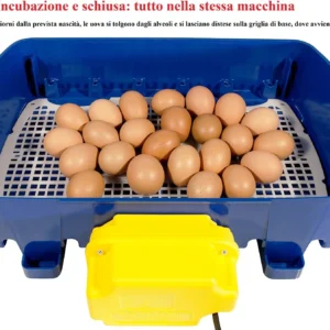 Incubatrice REAL 24 Automatica
