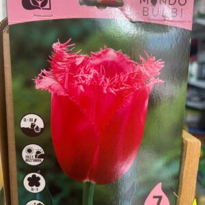 Tulipano Burgundy lace 7 bulbi