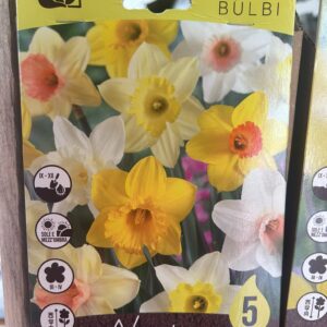 Narciso Large Cupped Mix 5 bulbi