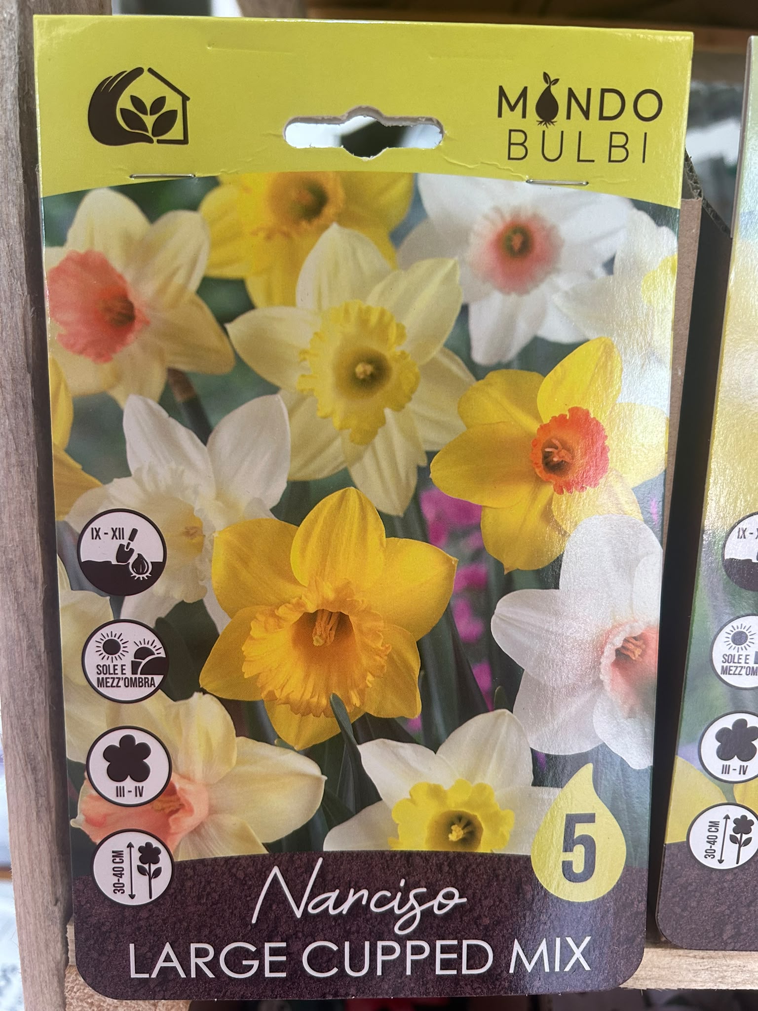 Narciso Large Cupped Mix 5 bulbi