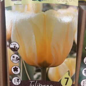 Tulipani Jaap Groot  7 pz