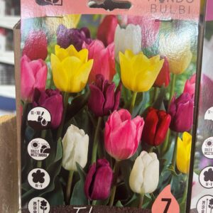 Tulipano Mix 7 bulbi