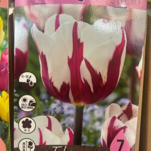 Tulipano Rembrandt’s favorite 7 bulbi