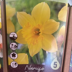 Narciso Carlton 5 bulbi
