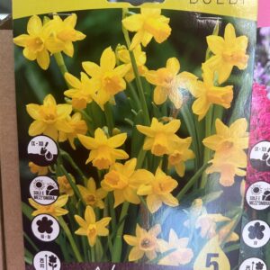 Narciso Tête à Tête 5 bulbi